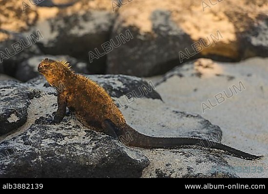 Marine Iguana (Amblyrhynchus cristatus), Mosquera Island, Galápagos Islands, Ecuador, South America.
