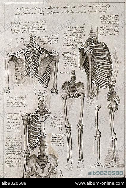 Skeleton of the thorax; pelvis; arms and legs; Anatomical study after Leonardo da Vinci; Historical; digitally restored reproduction from a 19th century original.