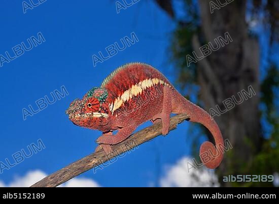 Male panther chameleon (Furcifer pardalis), lowland rainforests of Ankaramy, Northwestern Madagascar.