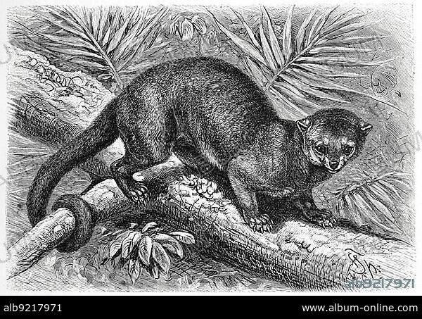 Kinkajou (Potos flavus) (Procyonidae), sometimes called honey bear, is a species of small bear living in Central and South America, The Kinkajou, a tropical rainforest mammal of the family, Historic, digitally restored reproduction of an original 19th century original, exact original date not known.