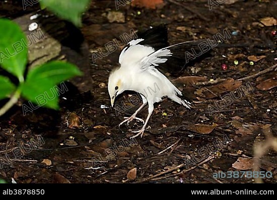 Black-winged Starling, Black-winged Myna or White-breasted starling (Acridotheres melanopterus), endangered, restricted to Java and Bali.