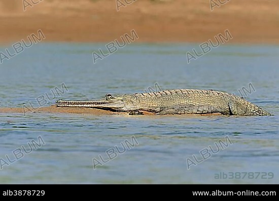Indian Gharial, Gavial or Fish-eating Crocodile (Gavialis gangeticus) lying on a sandbar, Uttar Pradesh, India, Asia.