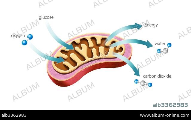 Mitochondrial functions. Biology Diagrams
