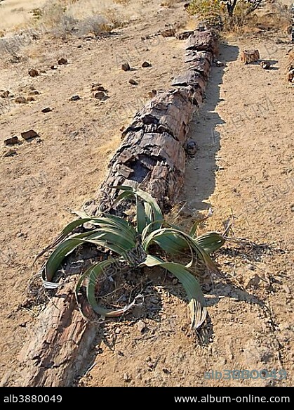 Welwitschia (Welwitschia mirabilis), and a tree trunk, petrified forest, near Khorixas, Namibia, Africa.