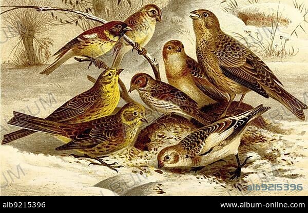 Bird, Willow Bunting (Emberiza aureola), Corn Bunting (Miliaria calandra) Syn.:, Yellowhammer, Emberiza citrinella, Little Bunting, Emberiza pusilla, Snow Bunting, Plectrophenax nivalis, Historic, digitally restored reproduction from a 19th century original.