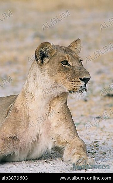 Lion (Panthera leo), Chobe Waterfront, Chobe National Park, North-West District, Botswana, Africa.
