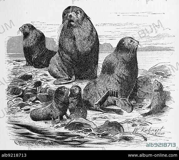 Northern fur seal (Callorhinus ursinus) is an eared seal native to the northern Pacific Ocean, Historic, digitally restored reproduction of a 19th century original, exact original date unknown.