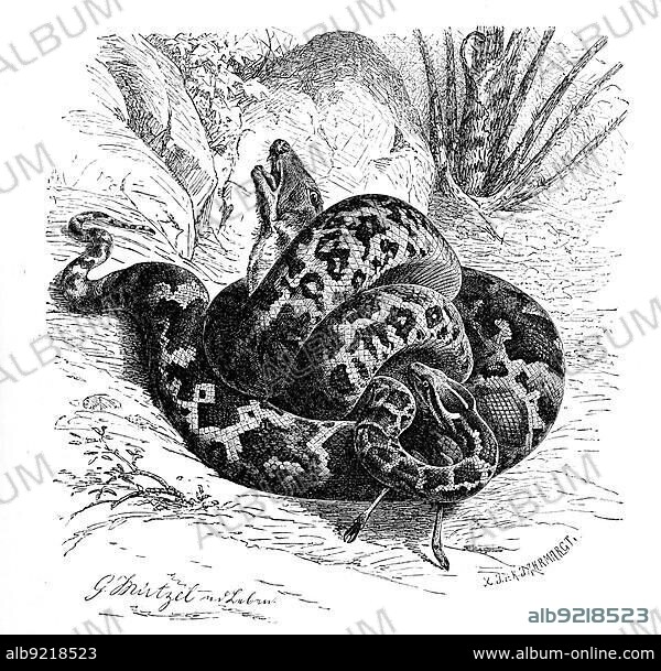 Reptiles, Bright indian python (Python molurus) is a species of snake in the python family, Historical, digitally restored reproduction from a 19th century original.