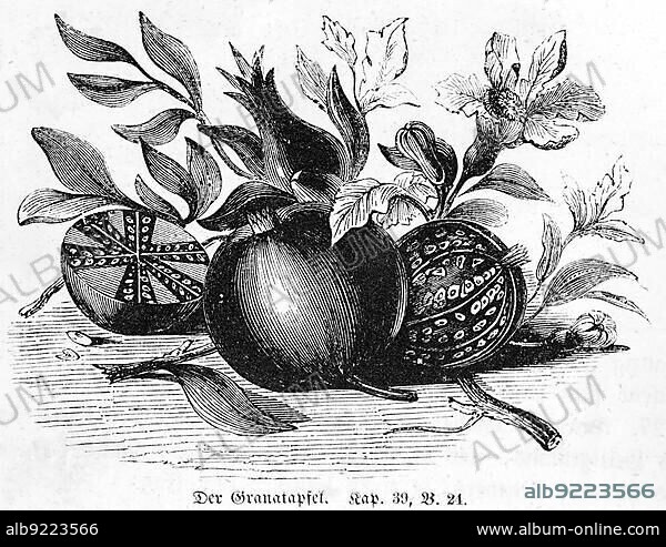 Pomegranate, Bible, Old Testament, Genesis, 2nd Book of Moses, Chapter 39, Verse 24, fruit, tropics, edible, halved, leaves, historical illustration 1850.