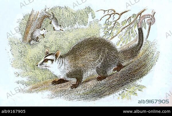 Water opossum (Chironectes minimus) or yapok, opossum, digitally restored reproduction of an original from the 19th century.