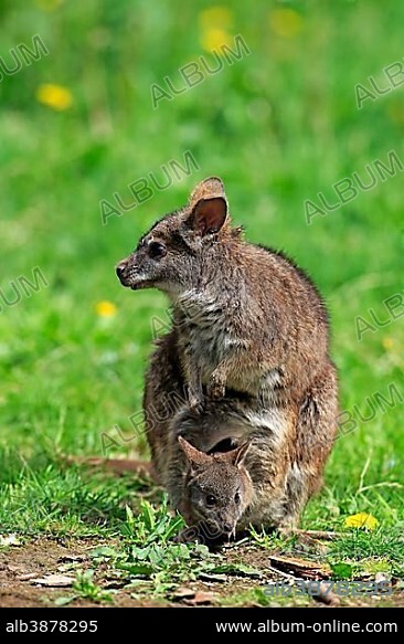 Parma wallaby (Macropus parma), dam with young animal, young animal looking out of bag, New South Wales, Australia, Oceania.