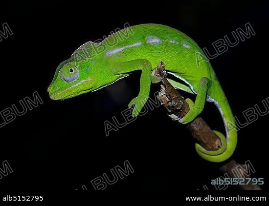 A female of the rarest chameleon species in the world, Belalanda Chameleon (Furcifer belalandaensis), spiny forests near Ifaty, Madagascar, Africa.