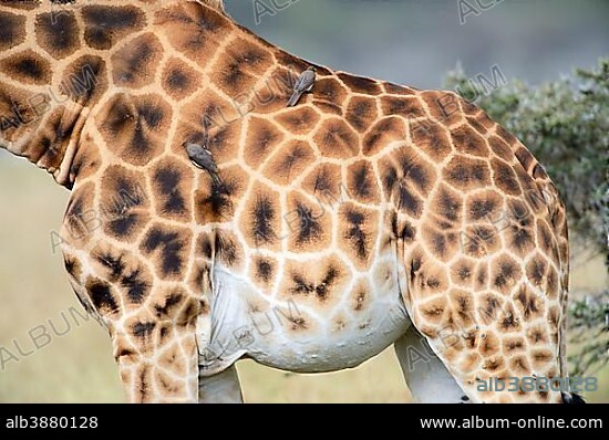 Rothschild’s Giraffe (Giraffa camelopardalis rothschildi), detail view of the coat pattern, Oxpeckers (Buphagus) perched on its back, Lake Nakuru National Park, Kenya, Africa.