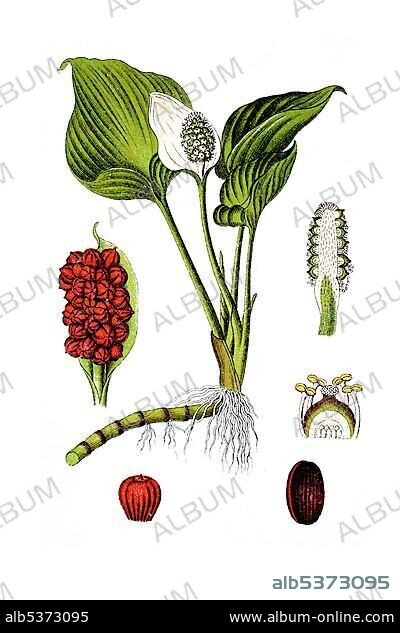 Bog arum, Marsh calla (Calla palustris), medicinal plant, historical chromolithography, around 1796.