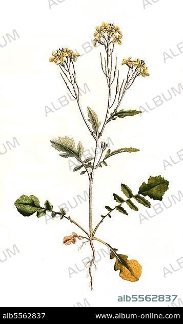 Acker-Rettich, auch Hederich oder Wilder Rettich (Raphanus raphanistrum), digital restaurierte Reproduktion einer Originalvorlage aus dem 19. Jahrhundert, genaues Originaldatum nicht bekannt.