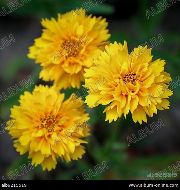 Close-up of the Kerria Japonica Pleniflora shrub.