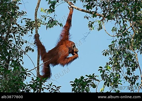 Bornean Orangutan (Pongo pygmaeus), Tanjung Puting National Park, Central Kalimantan, Borneo, Indonesia, Asia.