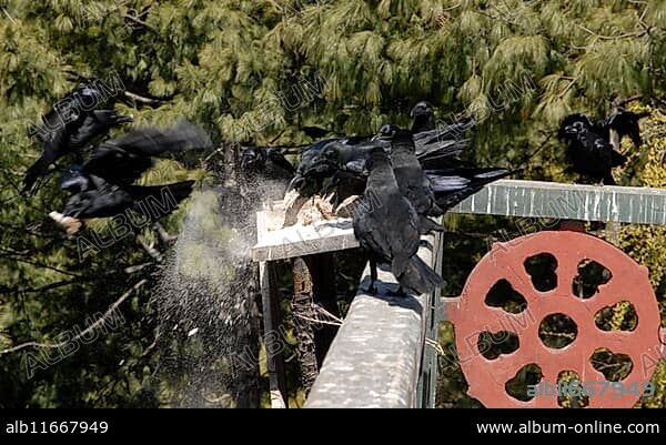 Raven (the national bird of Bhutan) at Namkhe Nyingpo gompa in Jakar, Bumthang.