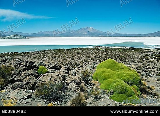 Yareta or llareta (Azorella compacta), desert plant, salt lake behind, Salar de Surire Natural Monument, Region Arica y Parinacota, Northern Chile, Chile, South America.