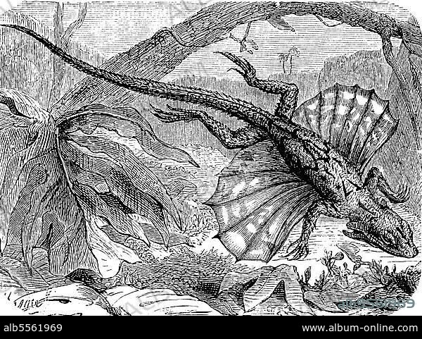 Gemeiner Flugdrache (Draco volans), Schuppenkriechtier aus der Familie der Agame, Historisch, digital restaurierte Reproduktion einer Originalvorlage aus dem 19. Jahrhundert.