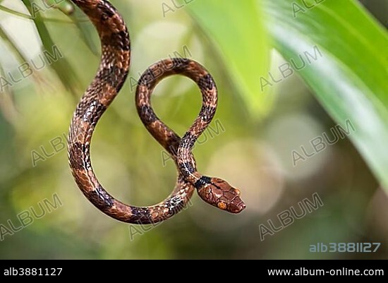 Tree Snake (Stenophis arctifasciatus), Ankanin Ny Nofy, Madagascar, Africa.
