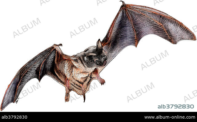 Mexican Free-Tailed Bat, Illustration - Album alb3792830