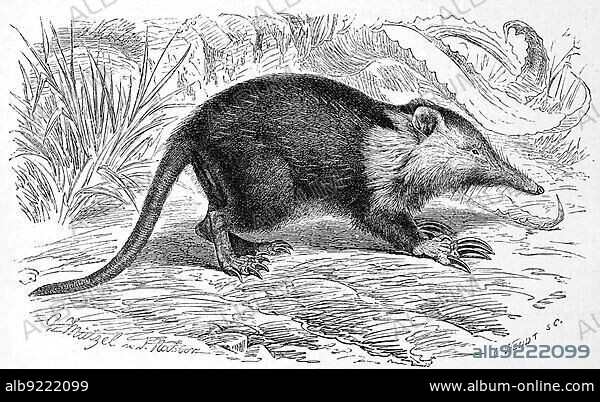 Cuban solenodon (Solenodon cubanus) or almiquí, Atopogale cubana, a mammalian species from the order of insectivores, Cuban solenodon or almiquí, small, furry, shrew-like mammal endemic to mountainous forests on Cuba, Historic, digitally restored reproduction of an original 19th century original, exact original date unknown.