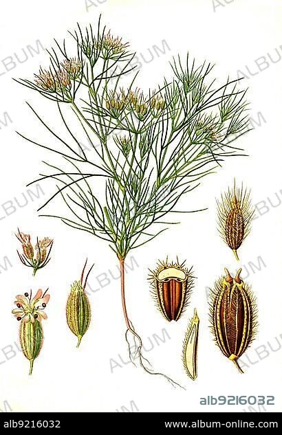 Medicinal plant, cumin (Cuminum cyminum), also known as cumin, Historical, digitally restored reproduction from an 18th century original.