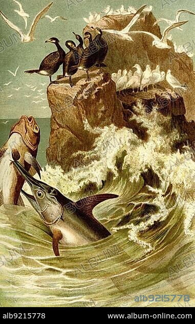 Fish, swordfish (Xiphias gladius), large, predatory bony fish, Historic, digitally restored reproduction from a 19th century original.