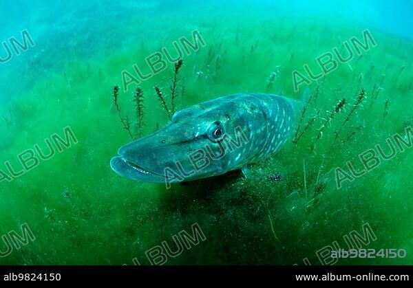 Northern Pike; Rhine; river pike (Esox lucius); tributary of the Rhine; Other animals; other animals; fish; fish; under water; fresh water; sweet water; outside; outdoor; landscape; horizontal; adult; v...; Germany; Europe.