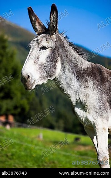 Andalusian giant donkey crossbreed, North Tyrol, Austria, Europe.