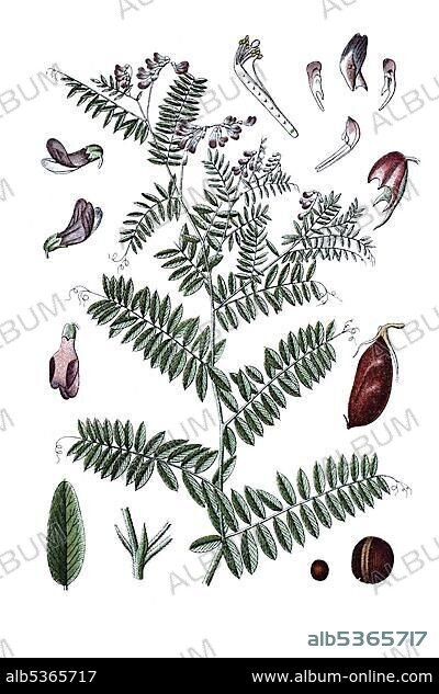 Kashubian vetch (Vicia cassubica), medicinal plant, historical chromolithography, about 1796.