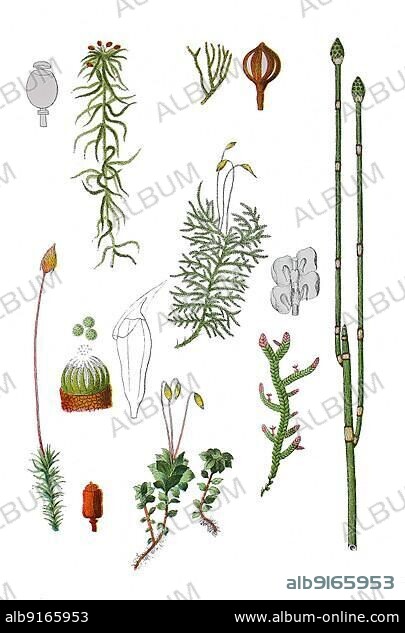 Sphagnum capillifolium (top left), Polytrichum commune (bottom left), Mnium punctatum (bottom) (2nd from left) . from left), Polierschachtelhalm, Winter horsetail, Equisetum hyemale (right) (Gemeines Kurzbüchsenmoos also Krückenförmiges Kurzbüchsenmoos) (Kurzkapselmoos or Kegelmoos) (Brachythecium rutabulum (centre) (digitally restored reproduction of an) (Polierschachtelhalm) (Winter horsetail) (Equisetum hyemale (right) (Gemeines Kurzbüchsenmoos also Krückenförmiges Kurzbüchsenmoos) (Kurzkapselmoos or Kegelmoos) (Brachythecium rutabulum (centre) (digitally restored reproduction of an original from the 19th century) (exact original date not kn) (Gemeines Kurzbüchsenmoos also Krückenförmiges Kurzbüchsenmoos) (Kurzkapselmoos or Kegelmoos) (Brachythecium rutabulum (centre) (digitally restored reproduction of an) (Polierschachtelhalm) (Winter horsetail) (Equisetum hyemale (right) (Gemeines Kurzbüchsenmoos also Krückenförmiges Kurzbüchsenmoos) (Kurzkapselmoos or Kegelmoos) (Brachythecium rutabulum (centre) (digitally restored reproduction of an original from the 19th century) (exact original date not kn) (Kurzkapselmoos or Kegelmoos) (Brachythecium rutabulum (centre) (digitally restored reproduction of an) (Polierschachtelhalm) (Winter horsetail) (Equisetum hyemale (right) (Gemeines Kurzbüchsenmoos also Krückenförmiges Kurzbüchsenmoos) (Kurzkapselmoos or Kegelmoos) (Brachythecium rutabulum (centre) (digitally restored reproduction of an original from the 19th century) (exact original date not kn) (Gemeines Kurzbüchsenmoos also Krückenförmiges Kurzbüchsenmoos) (Kurzkapselmoos or Kegelmoos) (Brachythecium rutabulum (centre) (digitally restored reproduction of an) (Polierschachtelhalm) (Winter horsetail) (Equisetum hyemale (right) (Gemeines Kurzbüchsenmoos also Krückenförmiges Kurzbüchsenmoos) (Kurzkapselmoos or Kegelmoos) (Brachythecium rutabulum (centre) (digitally restored reproduction of an original from the 19th century) (exact original date not kn) (Brachythecium rutabulum (centre) (digitally restored reproduction of an) (Polierschachtelhalm) (Winter horsetail) (Equisetum hyemale (right) (Gemeines Kurzbüchsenmoos also Krückenförmiges Kurzbüchsenmoos) (Kurzkapselmoos or Kegelmoos) (Brachythecium rutabulum (centre) (digitally restored reproduction of an original from the 19th century) (exact original date not kn) (Gemeines Kurzbüchsenmoos also Krückenförmiges Kurzbüchsenmoos) (Kurzkapselmoos or Kegelmoos) (Brachythecium rutabulum (centre) (digitally restored reproduction of an) (Polierschachtelhalm) (Winter horsetail) (Equisetum hyemale (right) (Gemeines Kurzbüchsenmoos also Krückenförmiges Kurzbüchsenmoos) (Kurzkapselmoos or Kegelmoos) (Brachythecium rutabulum (centre) (digitally restored reproduction of an original from the 19th century) (exact original date not kn) (Kurzkapselmoos or Kegelmoos) (Brachythecium rutabulum (centre) (digitally restored reproduction of an) (Polierschachtelhalm) (Winter horsetail) (Equisetum hyemale (right) (Gemeines Kurzbüchsenmoos also Krückenförmiges Kurzbüchsenmoos) (Kurzkapselmoos or Kegelmoos) (Brachythecium rutabulum (centre) (digitally restored reproduction of an original from the 19th century) (exact original date not kn) (Gemeines Kurzbüchsenmoos also Krückenförmiges Kurzbüchsenmoos) (Kurzkapselmoos or Kegelmoos) (Brachythecium rutabulum (centre) (digitally restored reproduction of an) (Polierschachtelhalm) (Winter horsetail) (Equisetum hyemale (right) (Gemeines Kurzbüchsenmoos also Krückenförmiges Kurzbüchsenmoos) (Kurzkapselmoos or Kegelmoos) (Brachythecium rutabulum (centre) (digitally restored reproduction of an), Polierschachtelhalm, Winter horsetail, Equisetum hyemale (right) (Gemeines Kurzbüchsenmoos also Krückenförmiges Kurzbüchsenmoos) (Kurzkapselmoos or Kegelmoos) (Brachythecium rutabulum (centre) (digitally restored reproduction of an) (Polierschachtelhalm) (Winter horsetail) (Equisetum hyemale (right) (Gemeines Kurzbüchsenmoos also Krückenförmiges Kurzbüchsenmoos) (Kurzkapselmoos or Kegelmoos) (Brachythecium rutabulum (centre) (digitally restored reproduction of an original from the 19th century) (exact original date not kn) (Gemeines Kurzbüchsenmoos also Krückenförmiges Kurzbüchsenmoos) (Kurzkapselmoos or Kegelmoos) (Brachythecium rutabulum (centre) (digitally restored reproduction of an) (Polierschachtelhalm) (Winter horsetail) (Equisetum hyemale (right) (Gemeines Kurzbüchsenmoos also Krückenförmiges Kurzbüchsenmoos) (Kurzkapselmoos or Kegelmoos) (Brachythecium rutabulum (centre) (digitally restored reproduction of an original from the 19th century) (exact original date not kn) (Kurzkapselmoos or Kegelmoos) (Brachythecium rutabulum (centre) (digitally restored reproduction of an) (Polierschachtelhalm) (Winter horsetail) (Equisetum hyemale (right) (Gemeines Kurzbüchsenmoos also Krückenförmiges Kurzbüchsenmoos) (Kurzkapselmoos or Kegelmoos) (Brachythecium rutabulum (centre) (digitally restored reproduction of an original from the 19th century) (exact original date not kn) (Gemeines Kurzbüchsenmoos also Krückenförmiges Kurzbüchsenmoos) (Kurzkapselmoos or Kegelmoos) (Brachythecium rutabulum (centre) (digitally restored reproduction of an) (Polierschachtelhalm) (Winter horsetail) (Equisetum hyemale (right) (Gemeines Kurzbüchsenmoos also Krückenförmiges Kurzbüchsenmoos) (Kurzkapselmoos or Kegelmoos) (Brachythecium rutabulum (centre) (digitally restored reproduction of an original from the 19th century) (exact original date not kn) (Brachythecium rutabulum (centre) (digitally restored reproduction of an) (Polierschachtelhalm) (Winter horsetail) (Equisetum hyemale (right) (Gemeines Kurzbüchsenmoos also Krückenförmiges Kurzbüchsenmoos) (Kurzkapselmoos or Kegelmoos) (Brachythecium rutabulum (centre) (digitally restored reproduction of an original from the 19th century) (exact original date not kn) (Gemeines Kurzbüchsenmoos also Krückenförmiges Kurzbüchsenmoos) (Kurzkapselmoos or Kegelmoos) (Brachythecium rutabulum (centre) (digitally restored reproduction of an) (Polierschachtelhalm) (Winter horsetail) (Equisetum hyemale (right) (Gemeines Kurzbüchsenmoos also Krückenförmiges Kurzbüchsenmoos) (Kurzkapselmoos or Kegelmoos) (Brachythecium rutabulum (centre) (digitally restored reproduction of an original from the 19th century) (exact original date not kn) (Kurzkapselmoos or Kegelmoos) (Brachythecium rutabulum (centre) (digitally restored reproduction of an) (Polierschachtelhalm) (Winter horsetail) (Equisetum hyemale (right) (Gemeines Kurzbüchsenmoos also Krückenförmiges Kurzbüchsenmoos) (Kurzkapselmoos or Kegelmoos) (Brachythecium rutabulum (centre) (digitally restored reproduction of an original from the 19th century) (exact original date not kn) (Gemeines Kurzbüchsenmoos also Krückenförmiges Kurzbüchsenmoos) (Kurzkapselmoos or Kegelmoos) (Brachythecium rutabulum (centre) (digitally restored reproduction of an), Polierschachtelhalm, Winter horsetail, Equisetum hyemale (right), Gemeines Kurzbüchsenmoos also Krückenförmiges Kurzbüchsenmoos, Kurzkapselmoos or Kegelmoos, Brachythecium rutabulum (centre), digitally restored reproduction of an original from the 19th century, exact original date not known.
