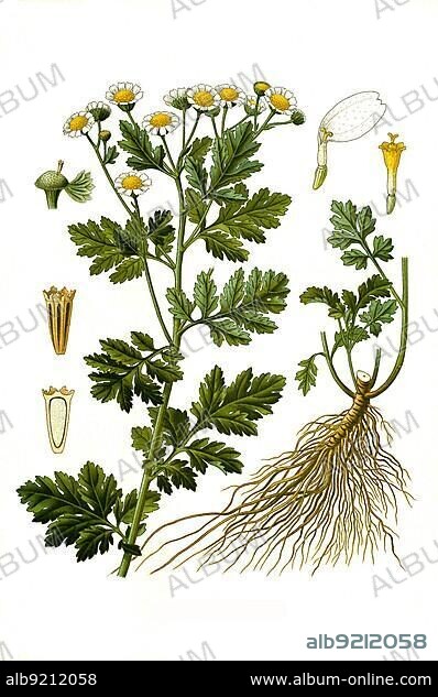 Medicinal plant, feverfew (Tanacetum parthenium) is a species of plant in the genus Tanacetum within the daisy family, Historic, digitally restored reproduction from an 18th century original.