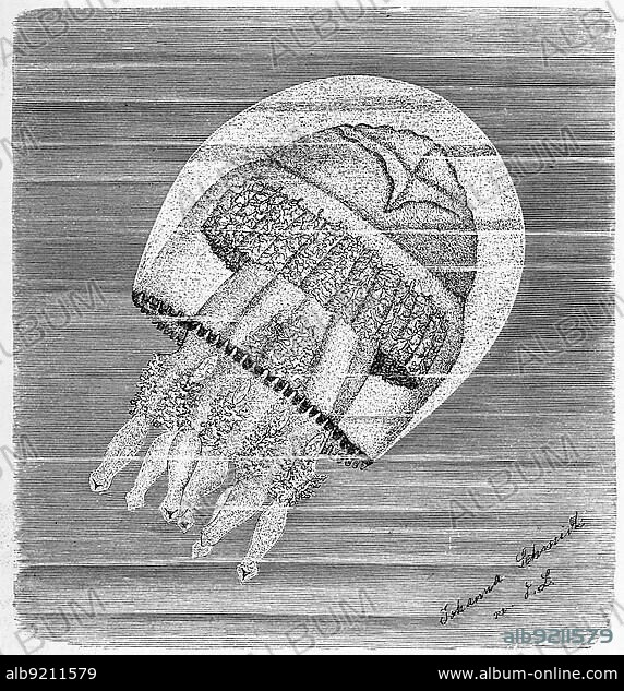 Barrel jellyfish (Rhizostoma octopus), also called cauliflower jellyfish, is a species of jellyfish in the genus Rhizostoma in the family Rhizostomatidae, Historical, digitally restored reproduction from a 19th century original.