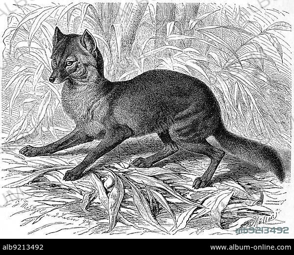 Golden jackal (Canis aureus), a species of dog closely related to the wolf, golden jackal, common jackal, Historic, digitally restored reproduction of a 19th century original, exact original date unknown.