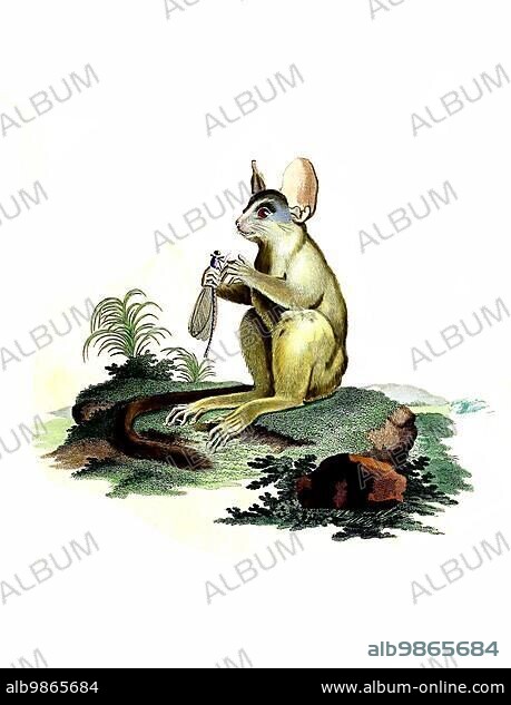 Mammals, senegal bushbaby (Galago senegalensis), also called Northern or Steppe Galago, primate species of the Galago family, Historic, digitally restored reproduction of an original from 1860.