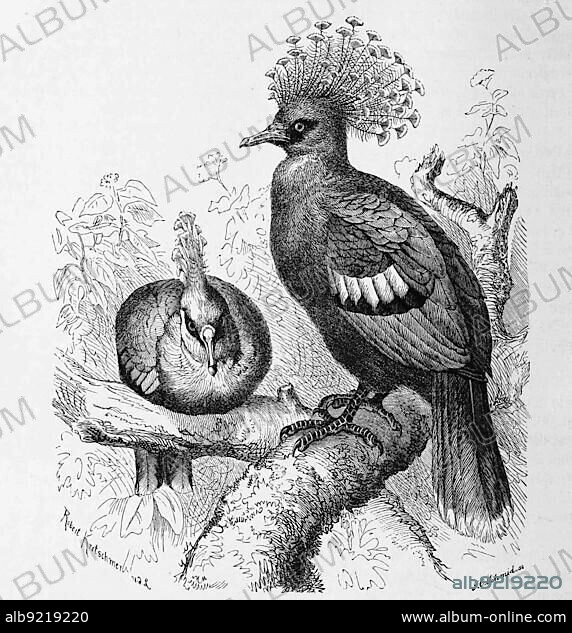 Bird, victoria crowned pigeon (Goura victoria), a species of bird in the pigeon family, Historical, digitally restored reproduction from an 18th century original.
