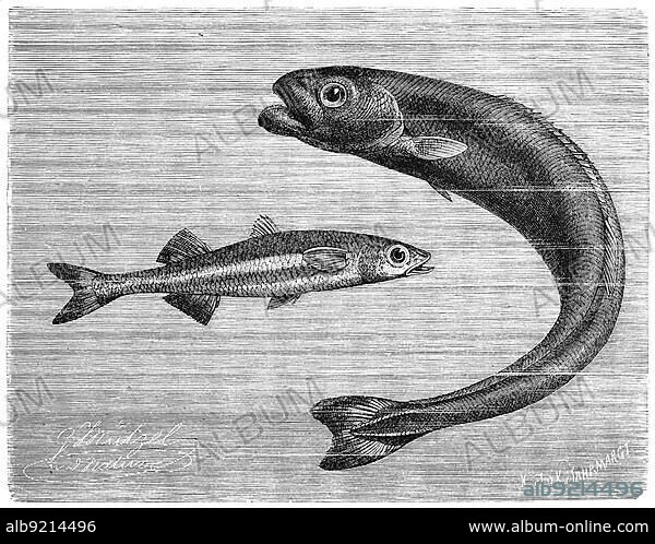 Fish, Large spadefish, Atherina hepsetus, species of Old World spadefish and eel, Quadratschwnz, Tetragonurus cuvieri, Historic, digitally restored reproduction from a 19th century original.