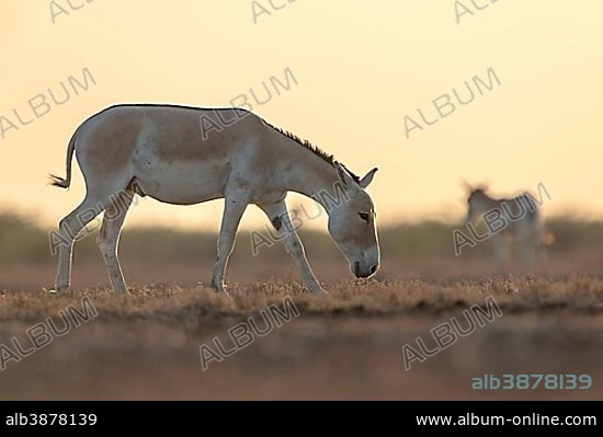 Onager or Asiatic wild ass (Equus hemionus), endangered species, evening light, Little Rann of Kutch, Gujarat, India, Asia.