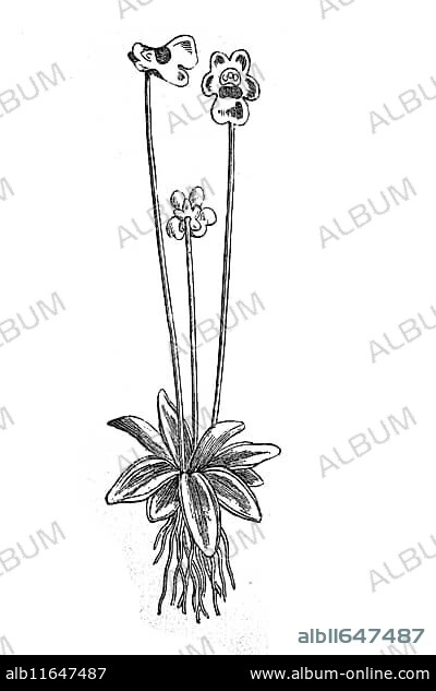 Pinguicula alpina, Alpine butterwort, illustration from 1890, historical, digital reproduction of an original from the 19th century.