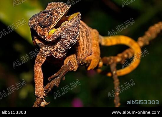 Panther Chameleon (Furcifer pardalis), female, Montagne d'Ambre National Park, Madagascar, Africa, Indian Ocean, Africa.