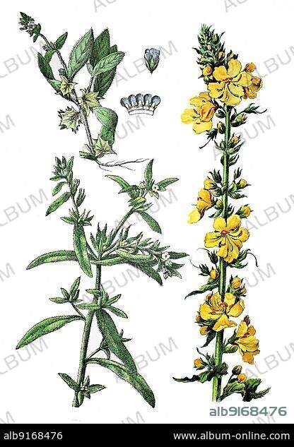 Lithospermum arvense (Buglossoides arvensis), syn. Lithospermum arvense (bottom left), Sharpweed, Low-lying Sharpweed or Snake's Eye, Asperugo procumbens (top left), Small-flowered Mullein, Verbascum thapsus (right), Historic, digitally restored reproduction of a 19th century original.