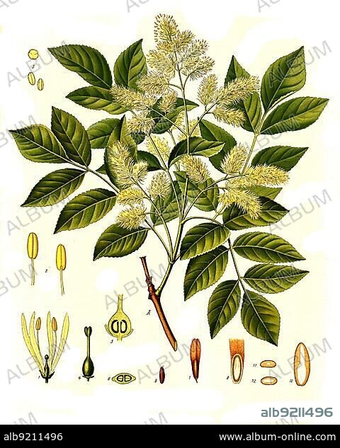Medicinal plant, manna ash (Fraxinus ornus), also flowering ash or ornamental ash, plant species from the genus of ash trees, Historical, digitally restored reproduction from a 19th century original.