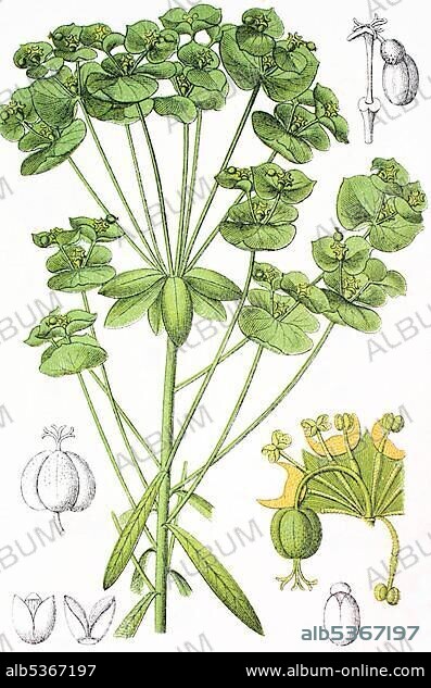 Sweet Spurge (Euphorbia dulcis), medicinal and useful plant, chromolithograph, 1881, historical illustration.