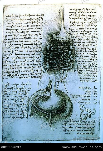 Anatomical design of Leonardo da Vinci. Medical studies of the human body. Anatomical study sheet of which with the Leonardoausstellung in the Oekopark Hartberg was issued.