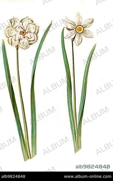 Poet's daffodil (Narcissus poeticus) or True Narcissus; Historic; digitally restored reproduction from a 19th century original.