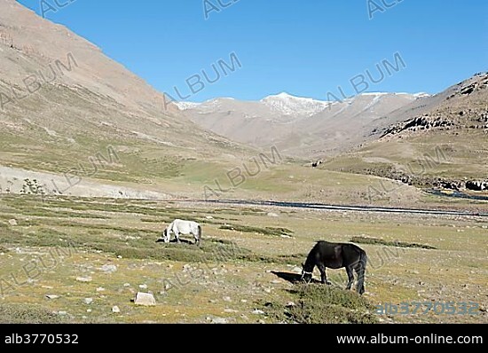 Tibetan Buddhism, grazing horses, near the Zutul Puk Gompa monastery, pilgrimage route around the sacred Mount Kailash, writing on rock, Gang Rinpoche, Kora, Ngari, Gang-Tise Mountains, Trans-Himalaya, Himalayan, West Tibet, Tibet Autonomous Region, People's Republic of China, Asia.