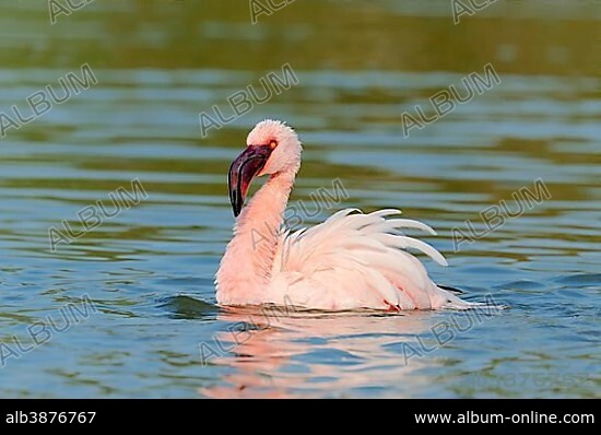 Lesser Flamingo (Phoenicopterus minor), bathing, native to Africa, captive, The Netherlands, Europe.