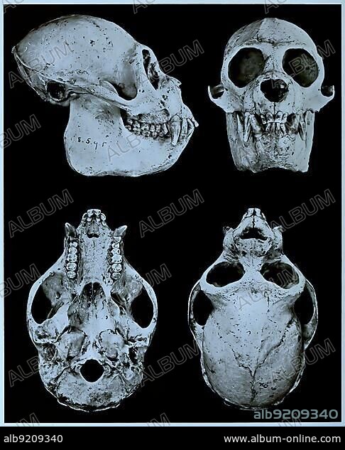 Skull bone, Research, Evolution, Research piece, monk saki (Pithecia monachus), Primate species from the group of New World monkeys, Historical, Digitally restored reproduction of an original from the 19th century, exact original date unknown.